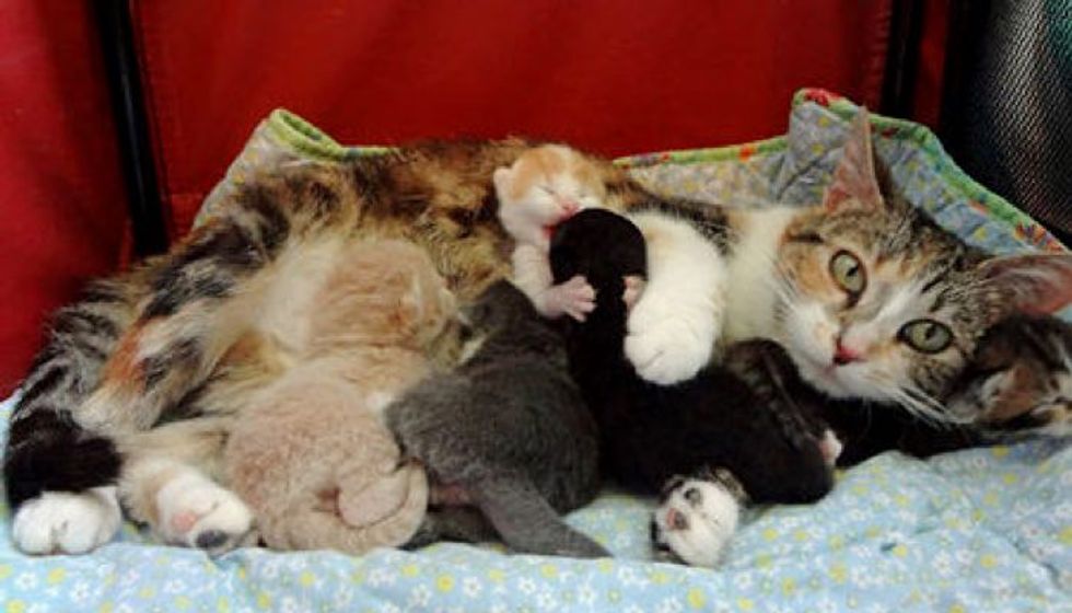 Love And Dedication Of A Stray Cat Mama