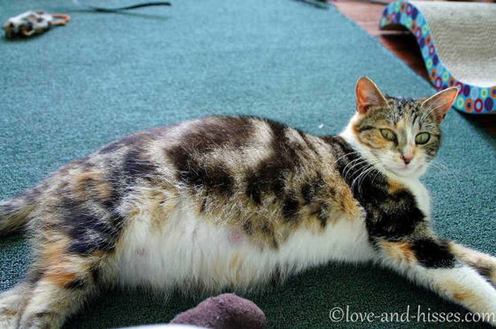 Love And Dedication Of A Stray Cat Mama Love Meow