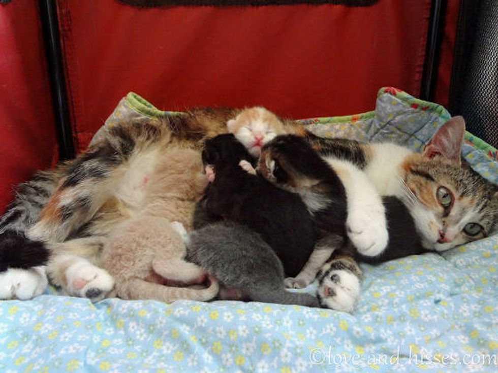 Love And Dedication Of A Stray Cat Mama - Love Meow