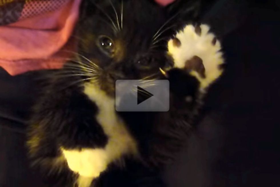 Kitten Air Massage
