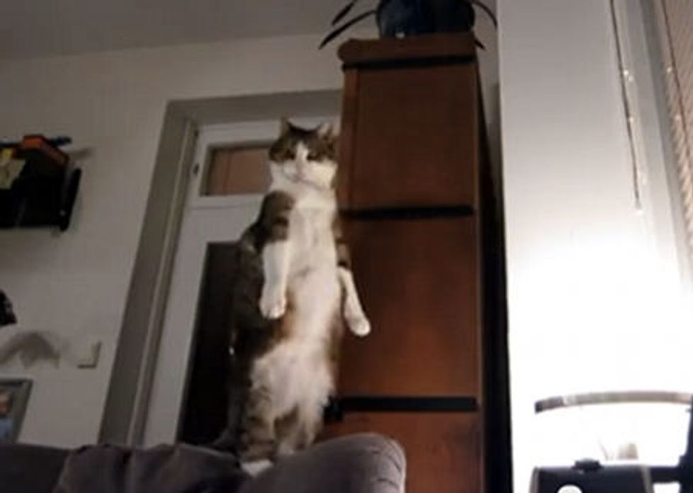 Cats Elevator Stretch