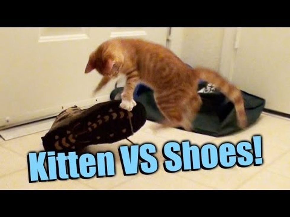 Kitten VS Shoes!