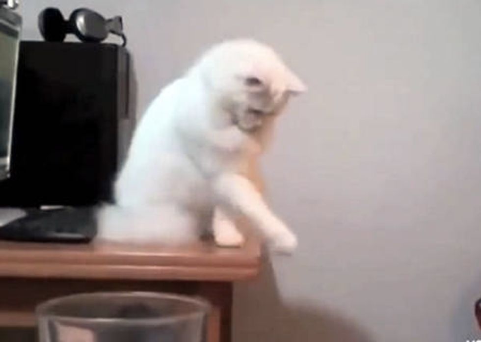 Cats Knocking Stuff Over Love Meow