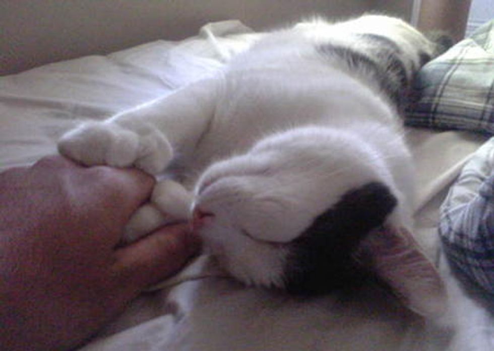 Cat With Opposable Thumbs "Holds Hands" With His Human While Sleeping