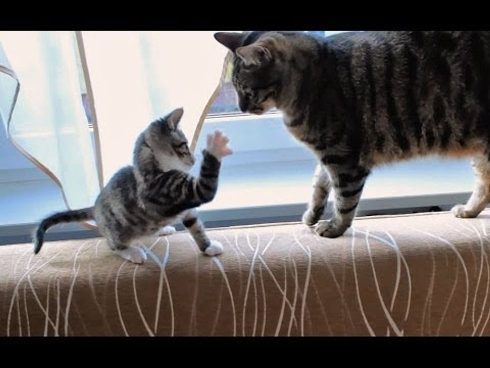 Small Kitty Plays With Big Kitty's Tail
