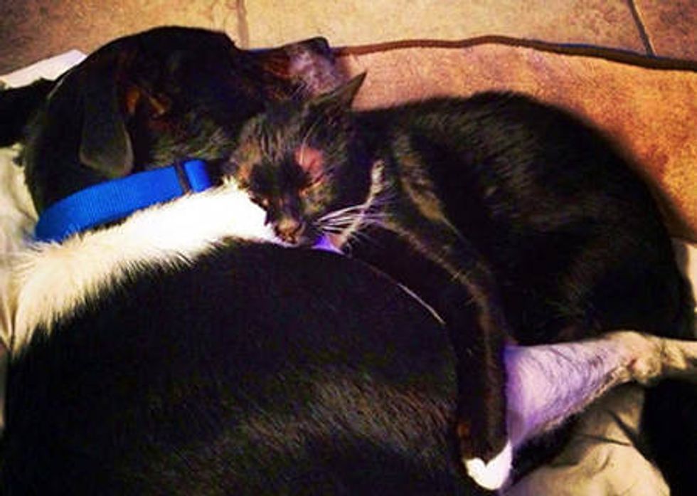 Stray Cat Waits Every Day To See His Dog Friend