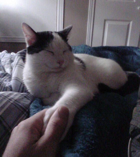 cats with opposable thumbs