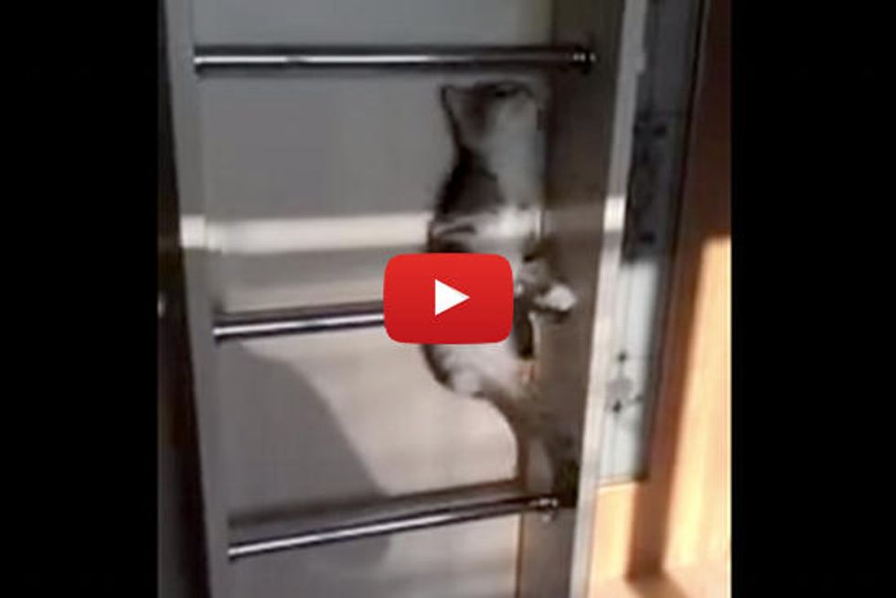 Cat Climbing Ladder