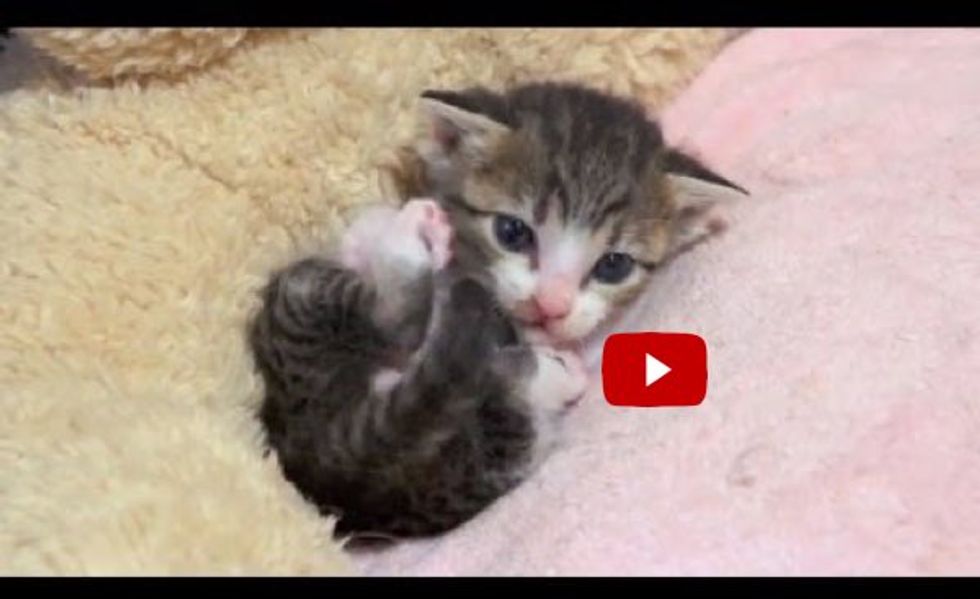 Itty Bitty Kitty Learning to Groom Herself