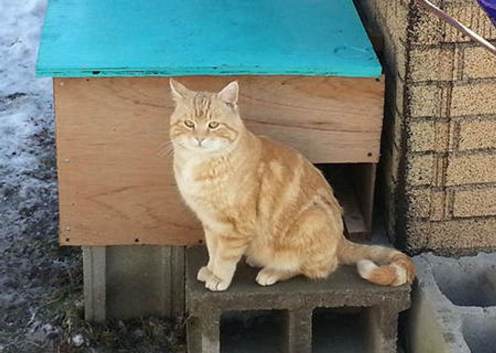 Cat Wanders In the Neighborhood Until He Finds Someone Who Saves Him