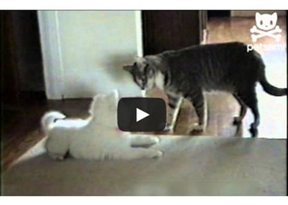 Cat Trains Dog To Roll Over