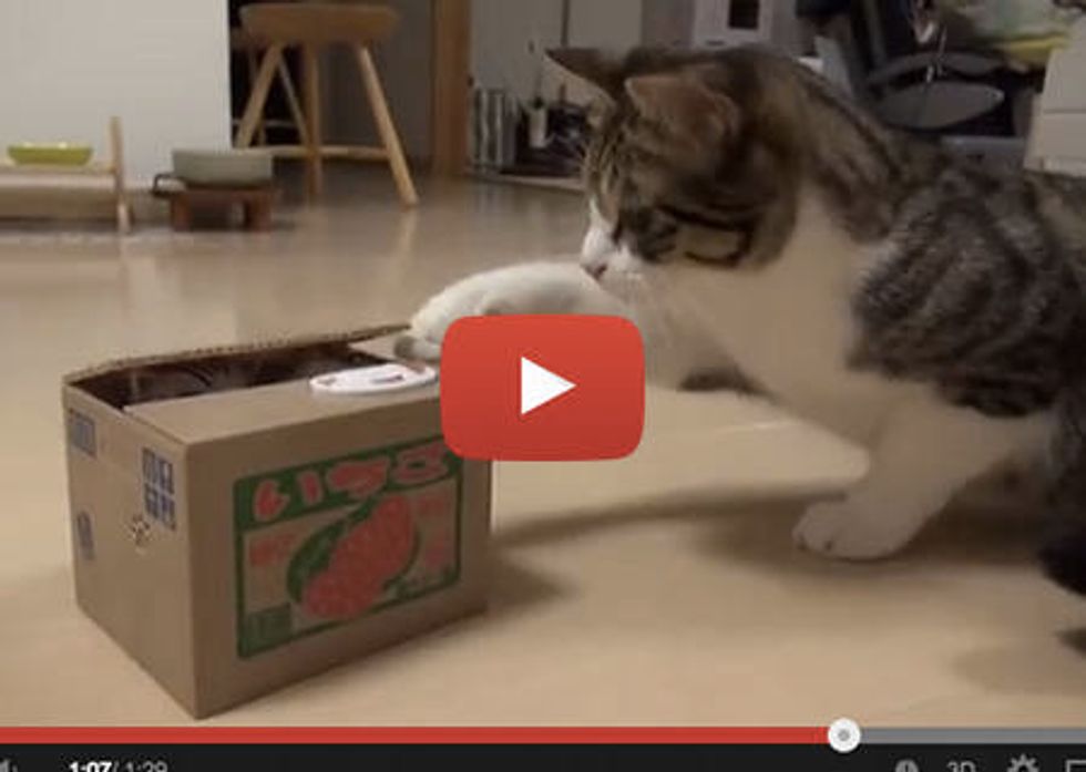Kitty Discovers Tiny Cat In A Box