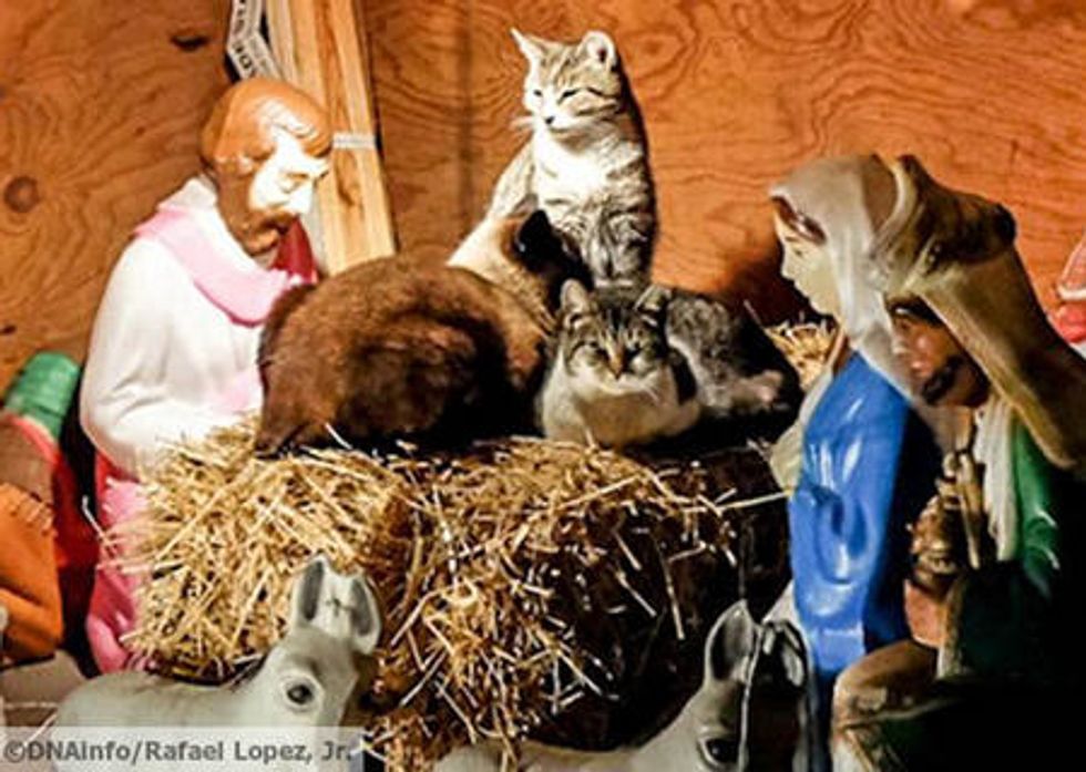 Feral Cats Find Warm Shelter in Nativity Scene