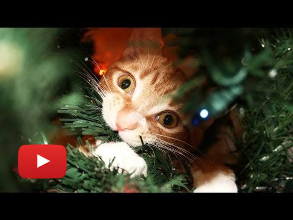 A Cat's Guide to Christmas!