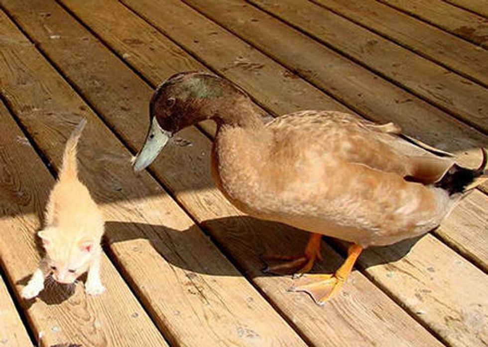 Stray Cat And Blind Duck Become Friends