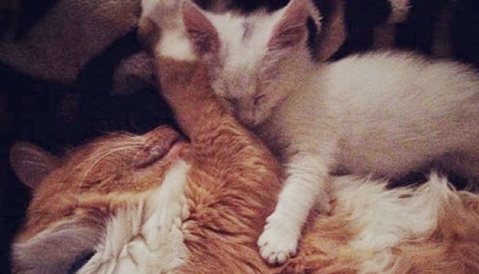 8 Year Old Maine Coon Fosters Rescue Kittens