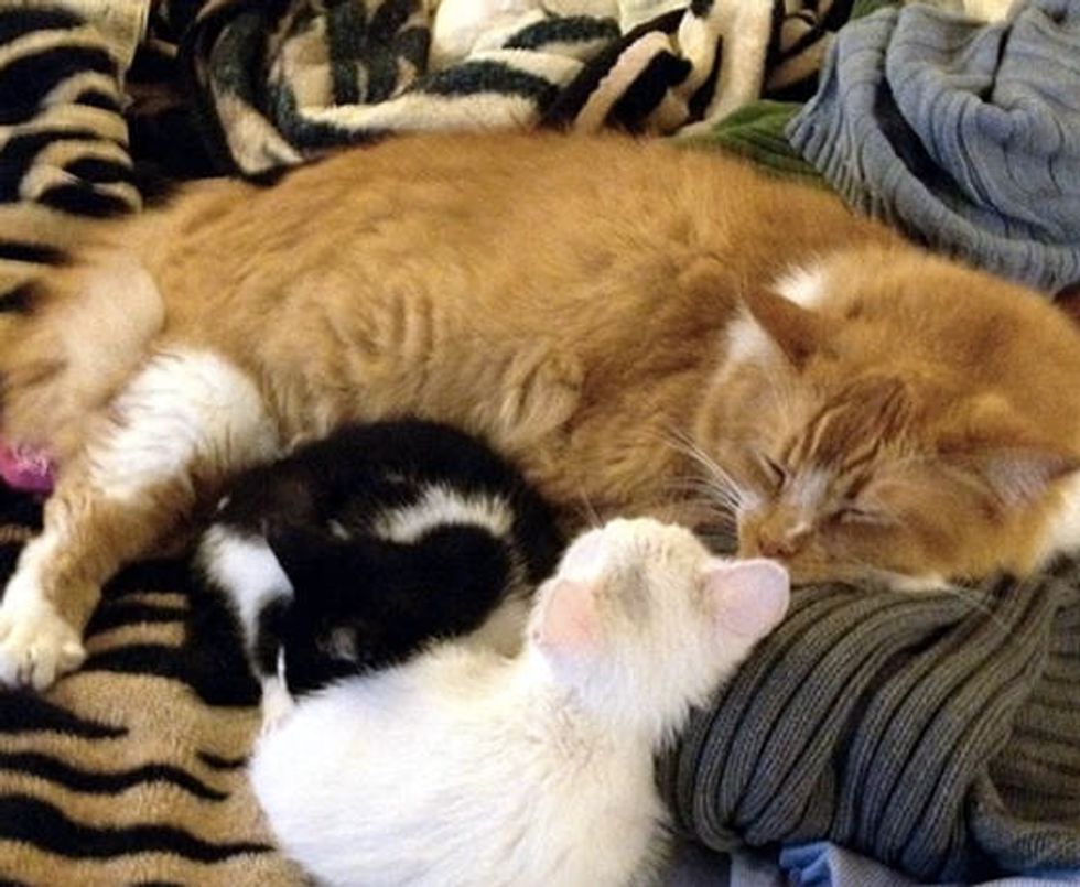 8 Year Old Maine Coon Fosters Rescue Kittens - Love Meow