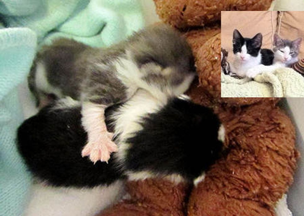 Kittens Rescued Before Storm - Journey To Forever Home