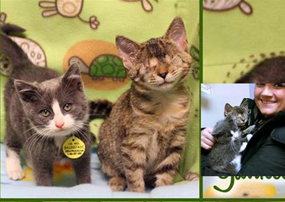 Two Brave Rescue Kittens Holiday Wish Comes True