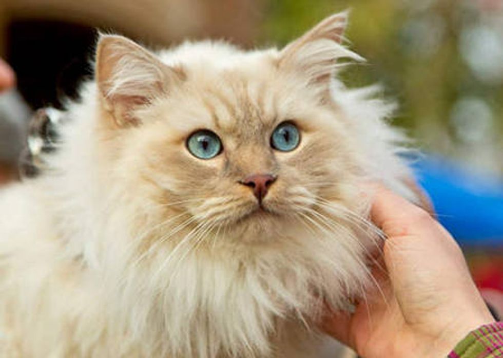 Teddy The Therapy Cat Offers Affection To Students During Finals Week