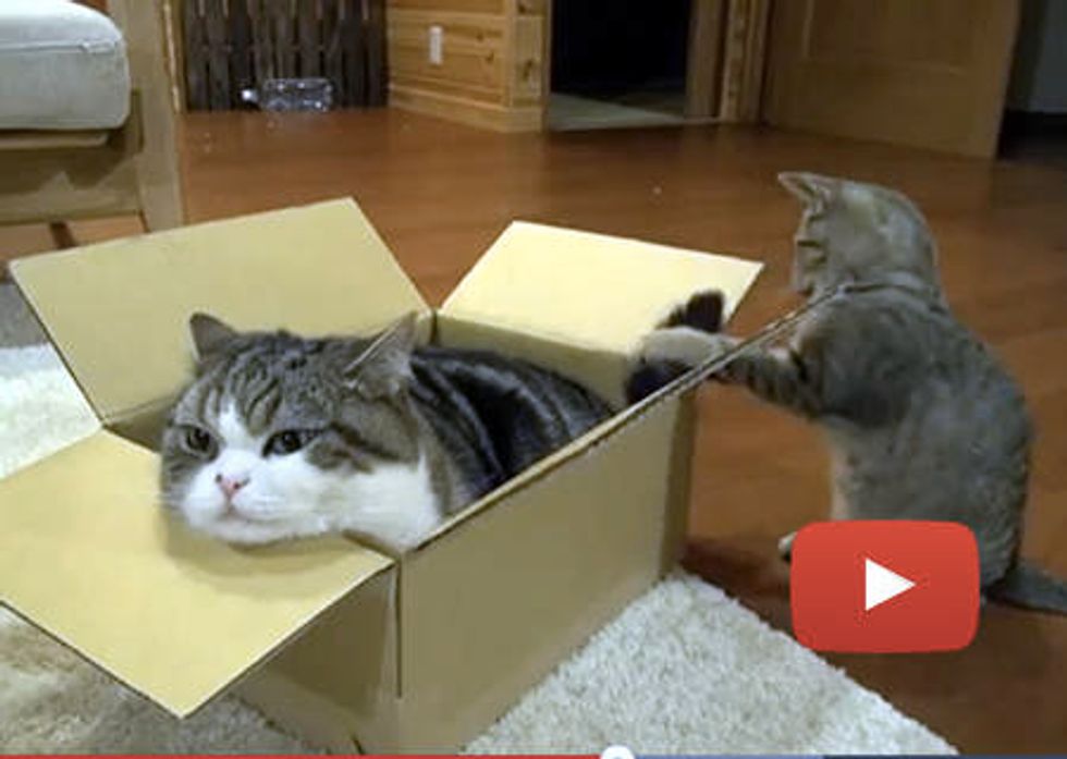 Maru And His Many Boxes