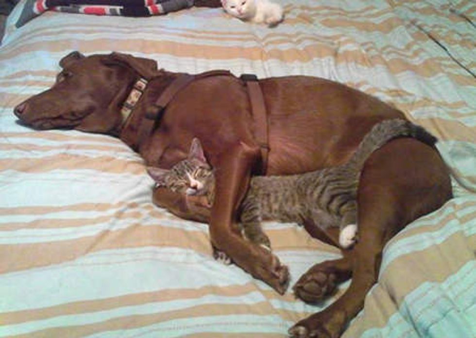 Little Stray Finds Joy And Happiness