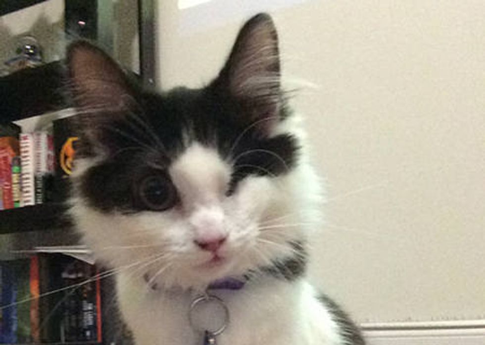 Leela The One Eyed Cat
