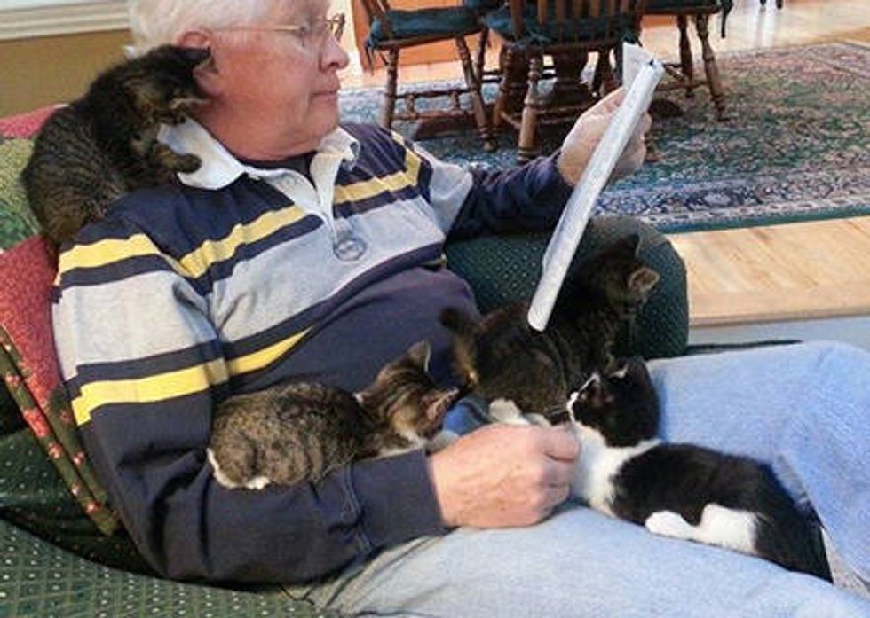 Foster Kittens Reading With Grandpa