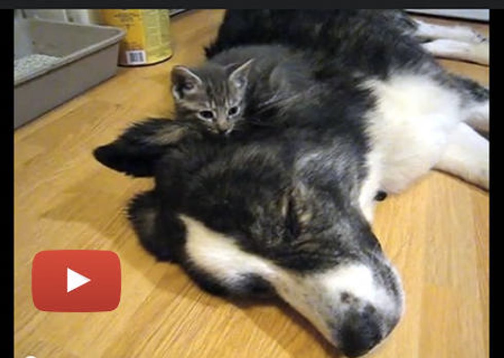 Kitties Snuggling On Big Doggie