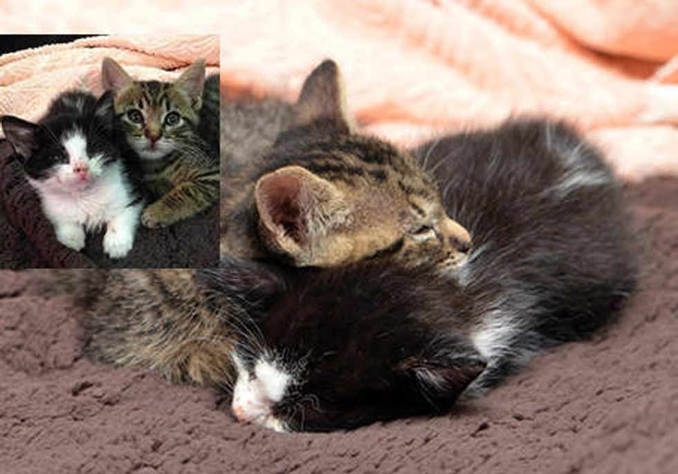 Rescue Kittens Found Each Other Became Inseparable Friends