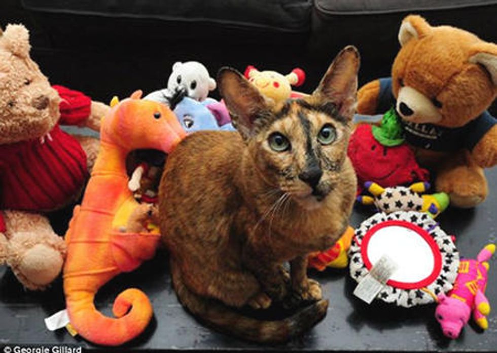 Zaza The Klepto Cat Steals 17 Toys From The Neighbors'
