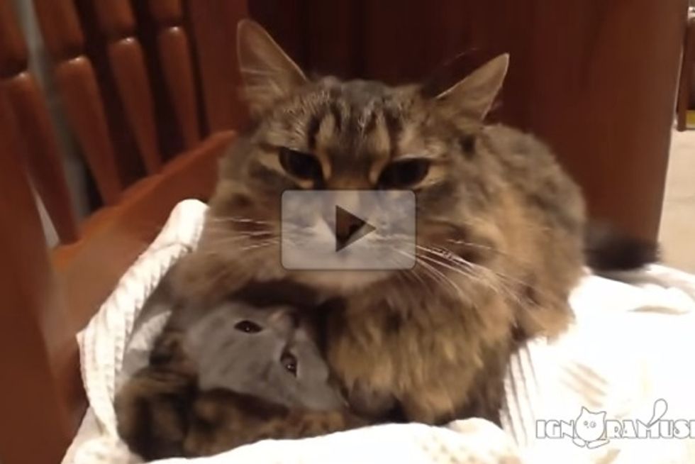 Protective Cat Mom Hugs Kitten