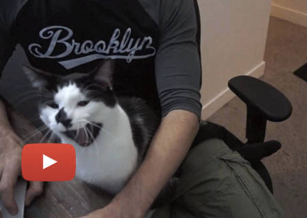 A Day In The Life Of Every Human With Cats