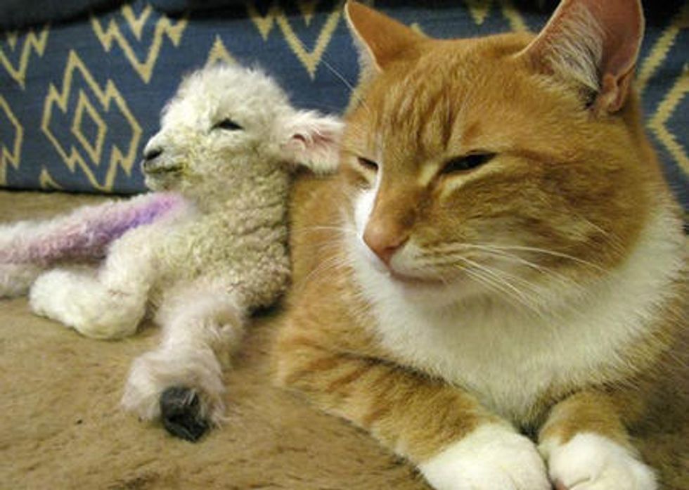 Cat Adopts Orphan Lamb