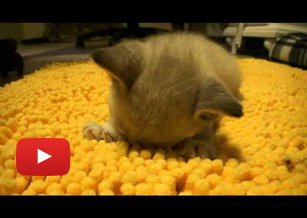 Foster Kitten Loves His Rug