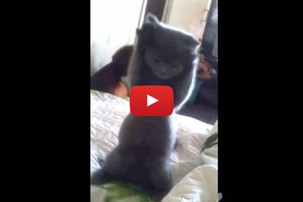 Playful Kitty
