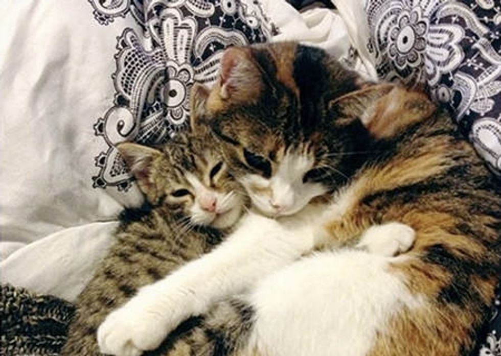 Kitten Rescued From Snow Finds Friend For Life