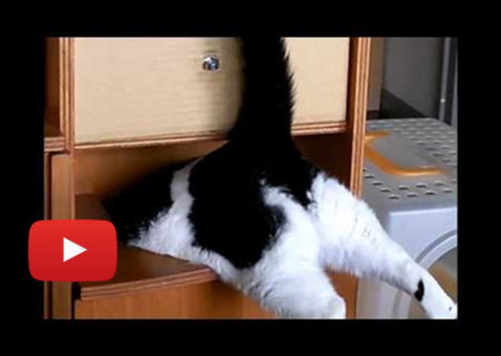 Cat Tries To Enter Recycling Bin
