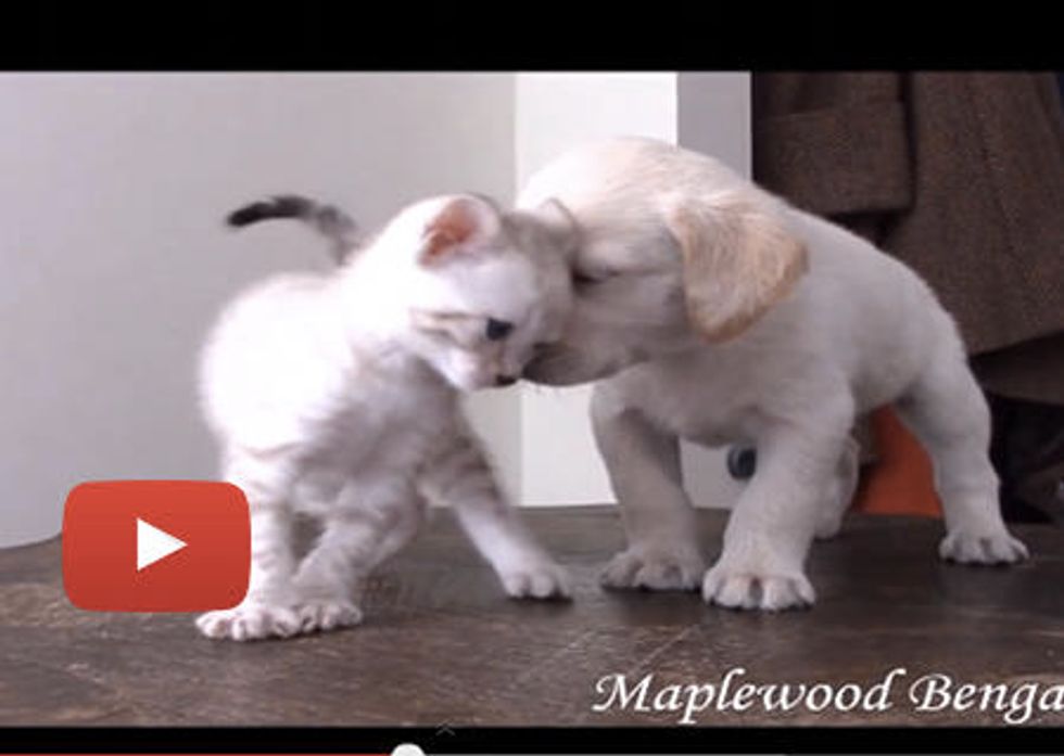 Kitten & Puppy Becoming Best Friends!