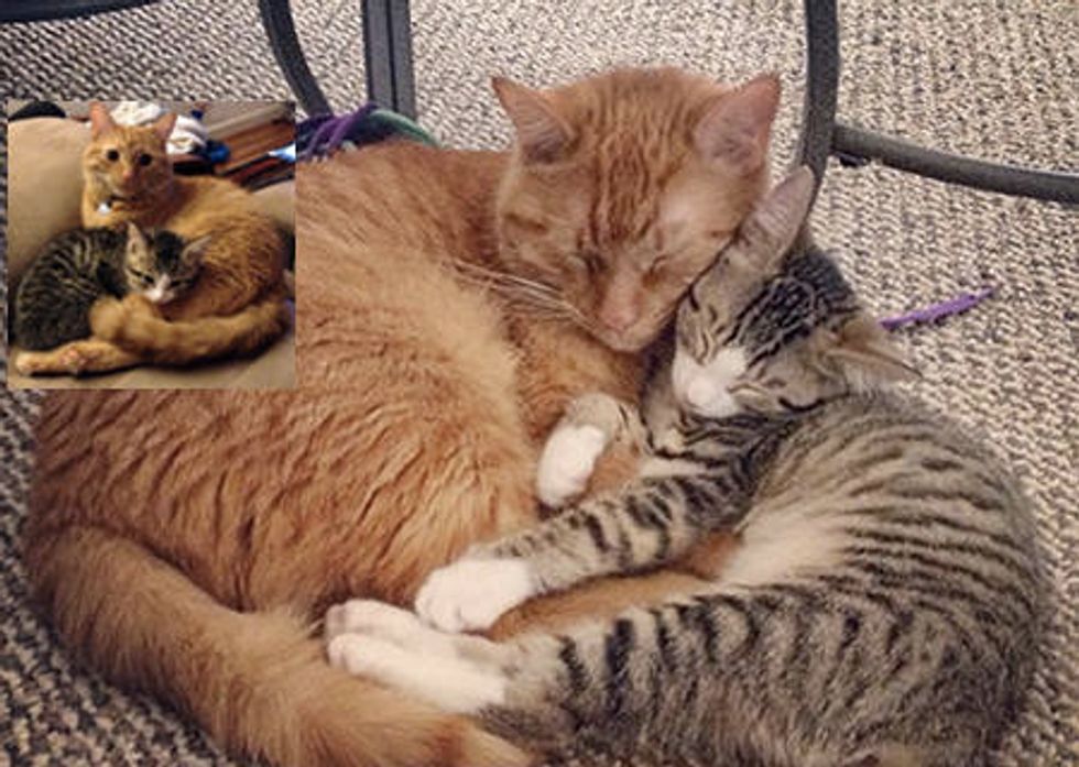 Little Rescue Kitten And Her New Protective Brother