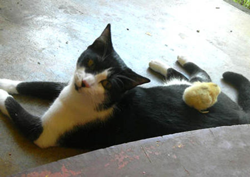 Cat Adopts Orphan Chick