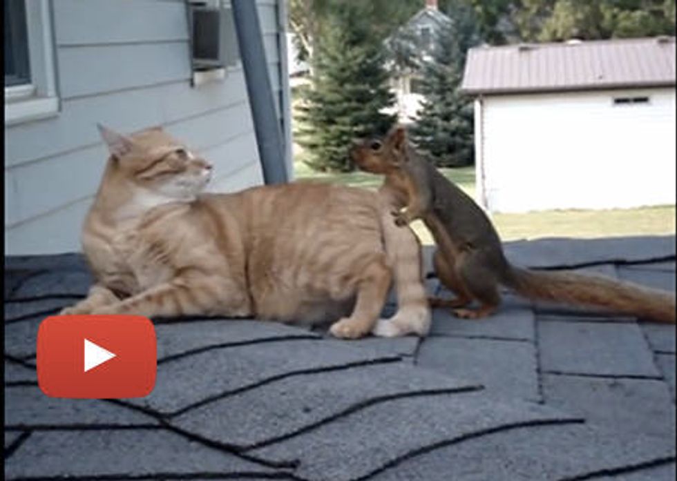 Cat And Squirrel Play Together