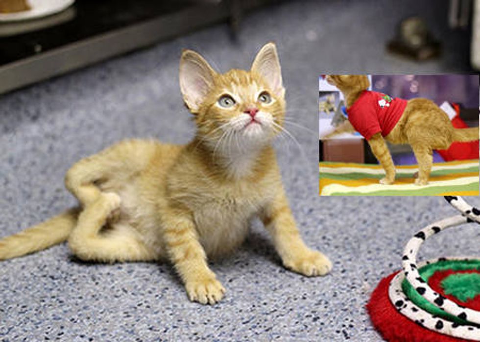 Cat Born With Backwards Legs Can Now Walk & Run