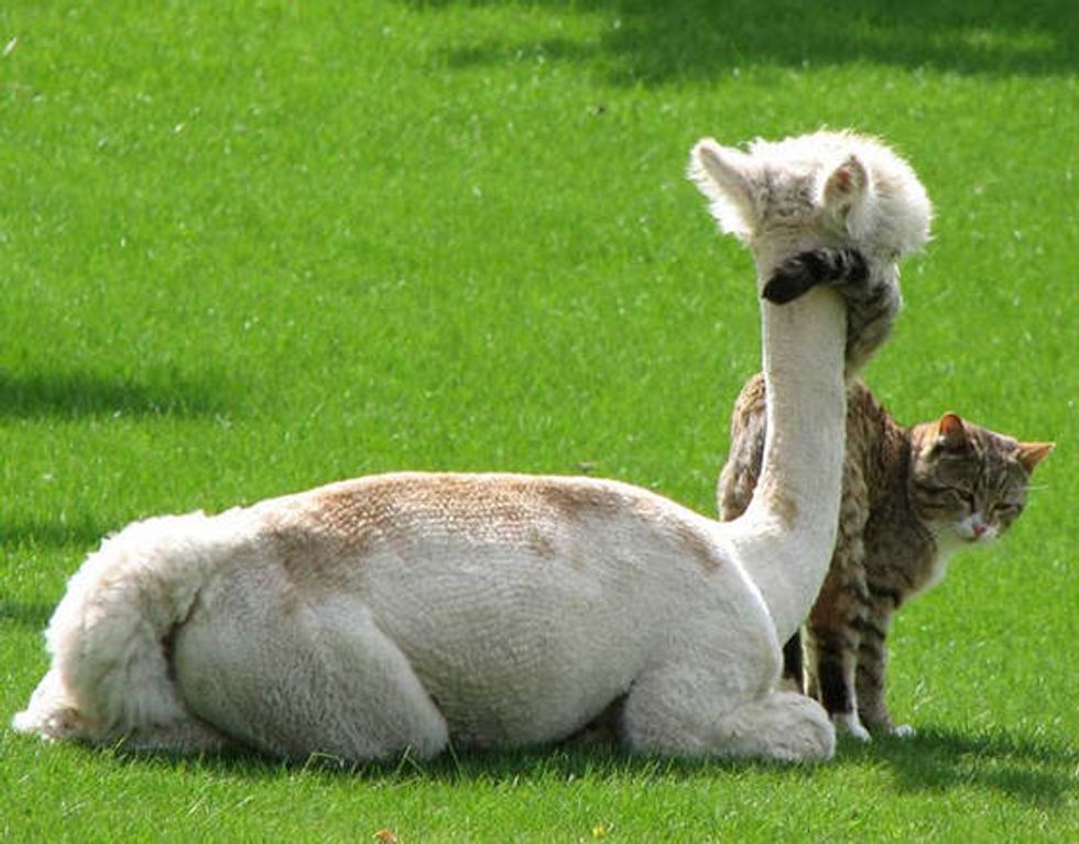 Bottle Fed Alpaca Grew Up With Cats - Love Meow