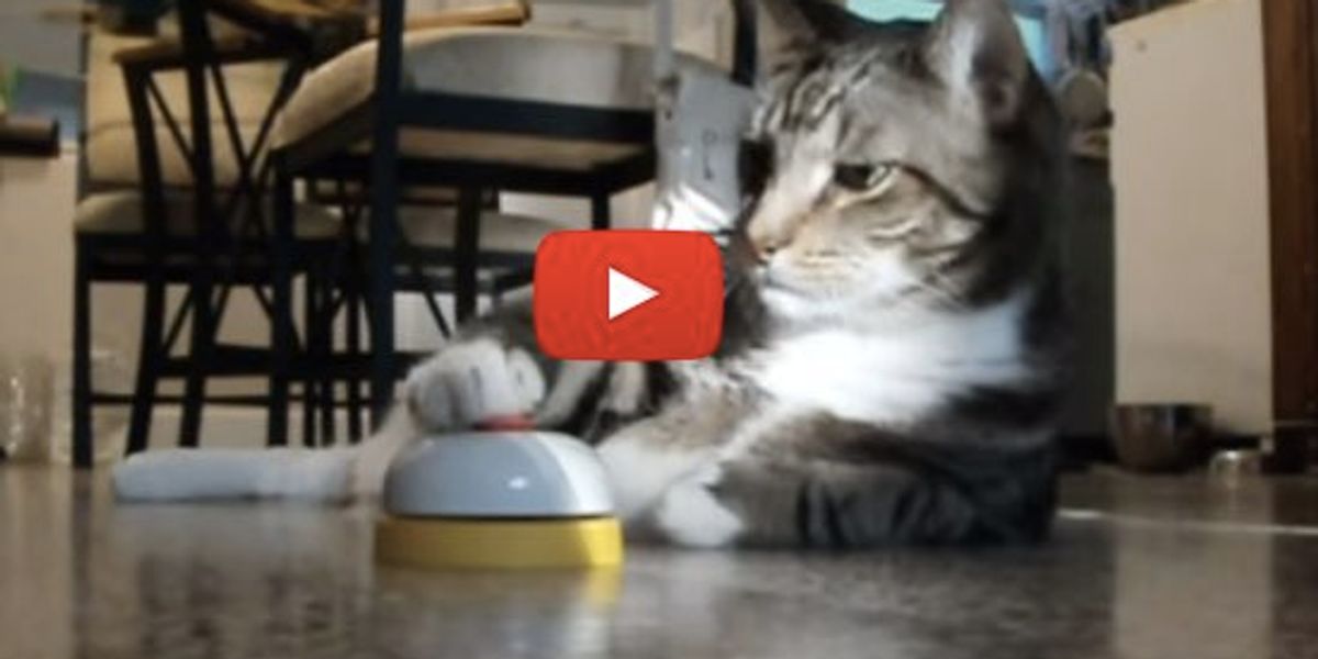 Kitty Ringing A Bell Cat Rings Bell For Service And Treat... - Love Meow