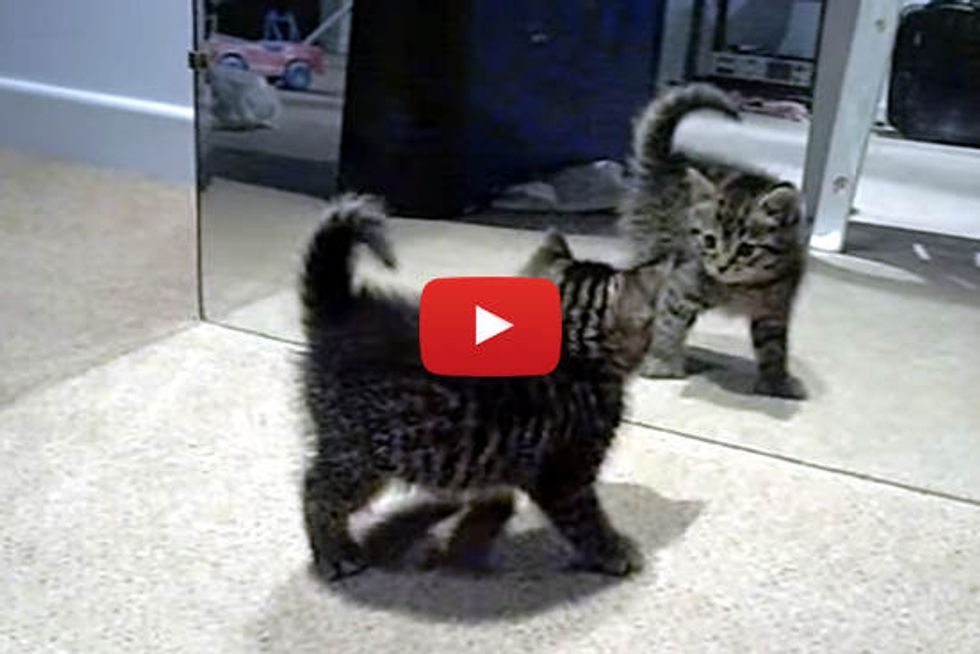 Cute Kitten Discovers His Reflection