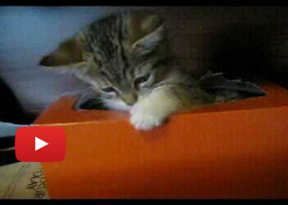 Kitten In Tissue Box