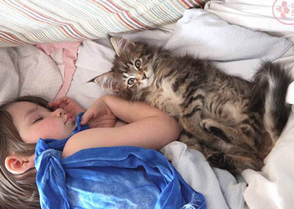 Thula The Kitten Becomes Guardian Angel To An Autistic Child
