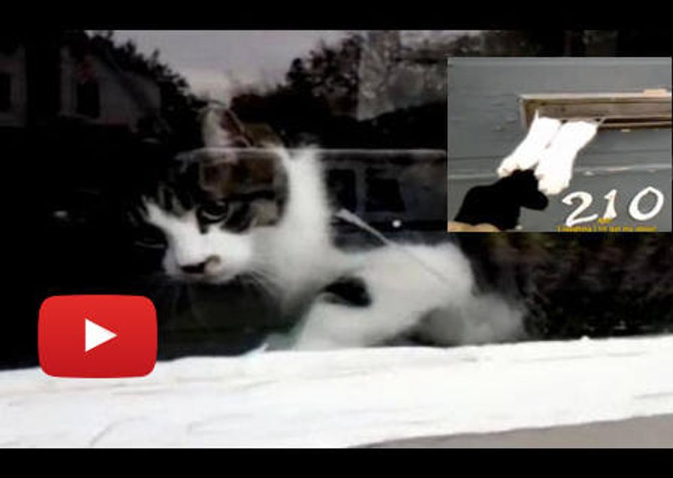 Cat Battles Mailman Through Mail Slot