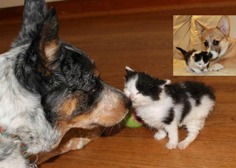 Kitten Finds Unusual Canine Parents